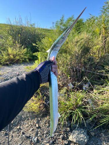 ダツの釣果