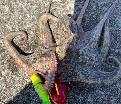 マダコの釣果