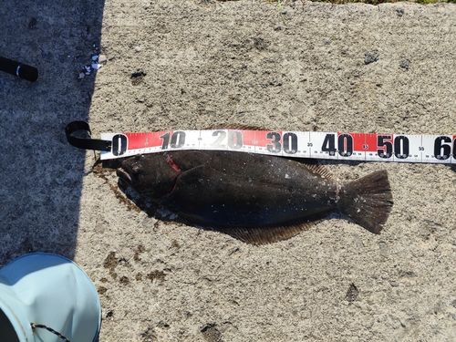 ヒラメの釣果
