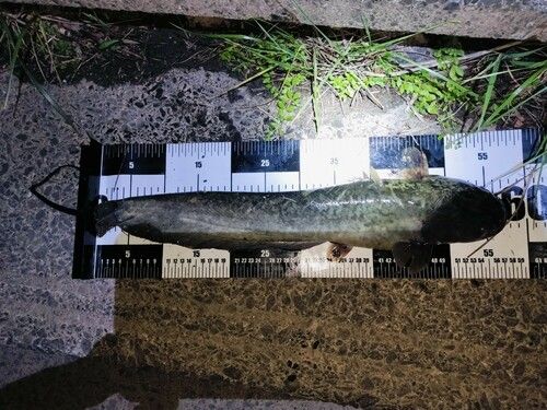 ニホンナマズの釣果