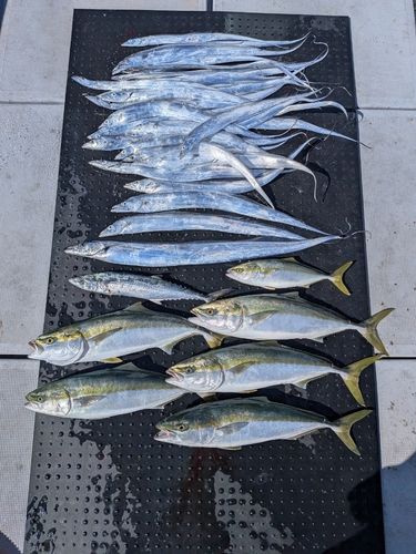 タチウオの釣果