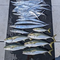 タチウオ