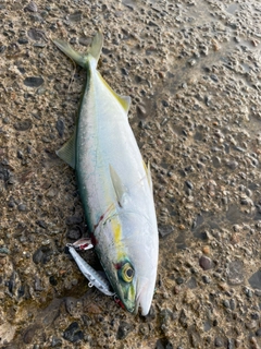 フクラギの釣果
