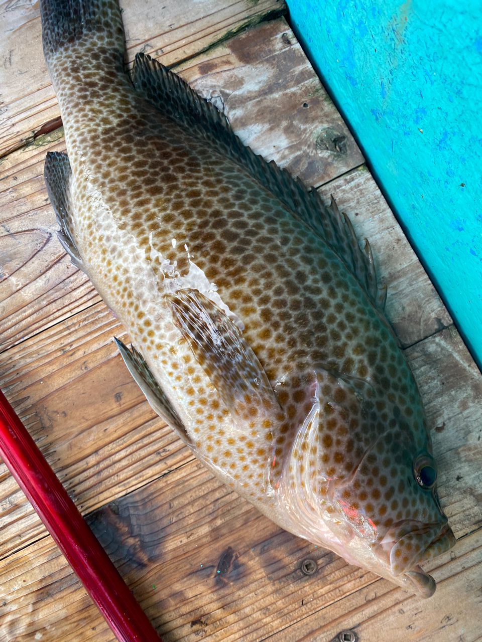 オオモンハタ