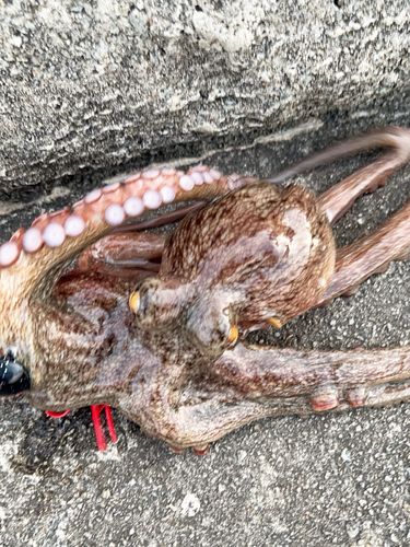 マダコの釣果