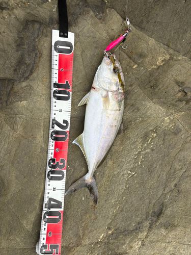 ショゴの釣果