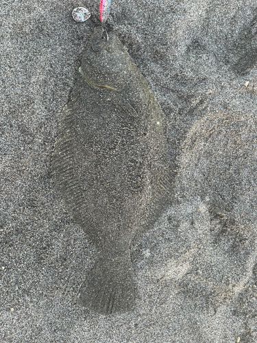 仙南サーフ