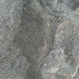 ヒラメ