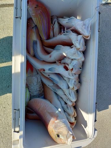 シロアマダイの釣果