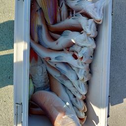 シロアマダイ