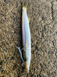 カマスの釣果
