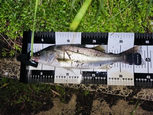 ニホンナマズの釣果
