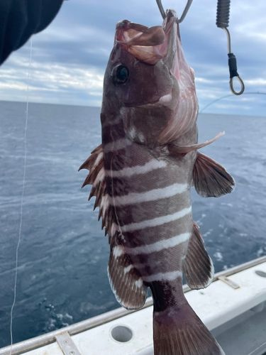 マハタの釣果