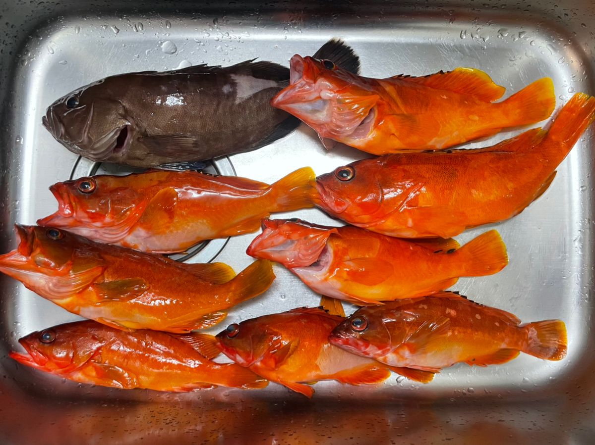 ぴにゃちゃんさんの釣果 2枚目の画像