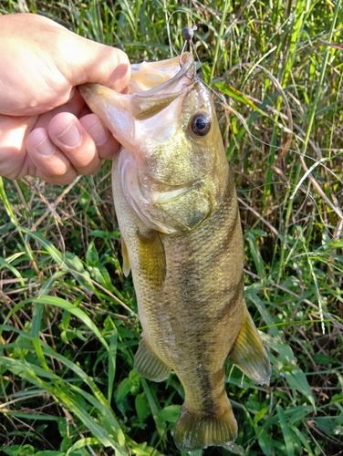 ラージマウスバスの釣果