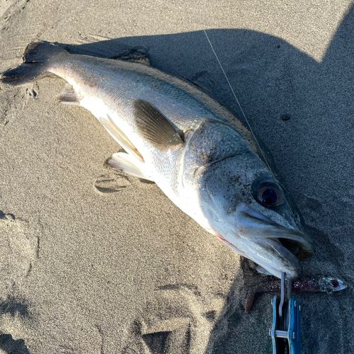スズキの釣果