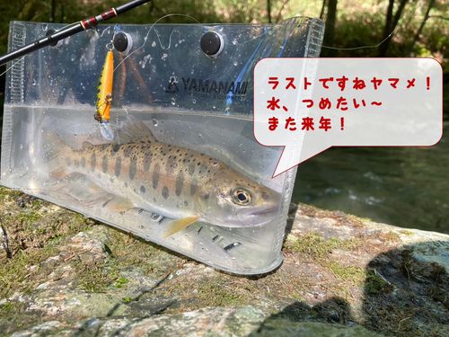 ヤマメの釣果