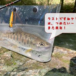 ヤマメ