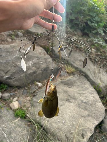 スモールマウスバスの釣果