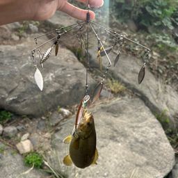 スモールマウスバス