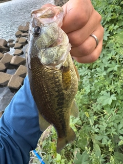 ラージマウスバスの釣果