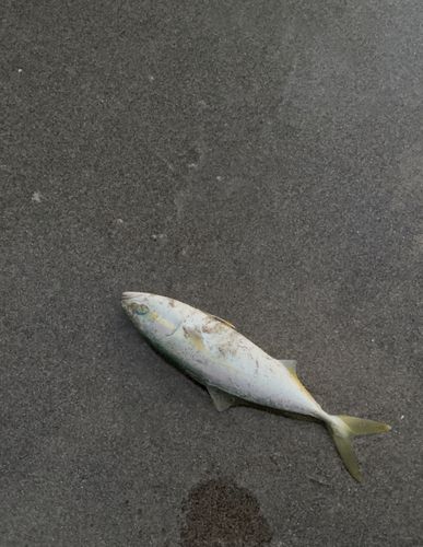 ワカシの釣果