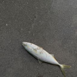 ワカシ