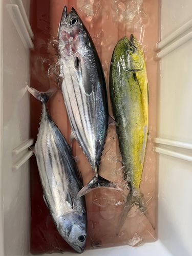 カツオの釣果