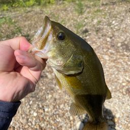 ラージマウスバス