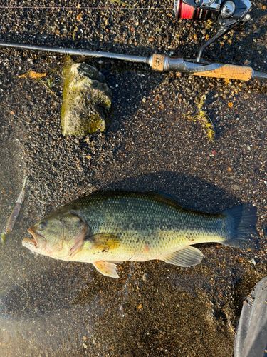 ラージマウスバスの釣果