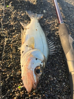 セイゴ(ヒラスズキ)の釣果