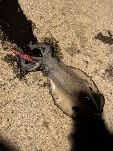 アオリイカの釣果