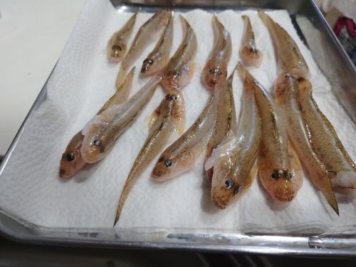 マハゼの釣果