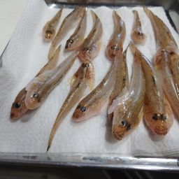 マハゼ