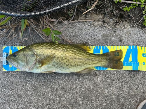 ブラックバスの釣果