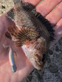 ムラソイの釣果