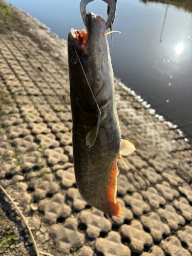 ナマズの釣果