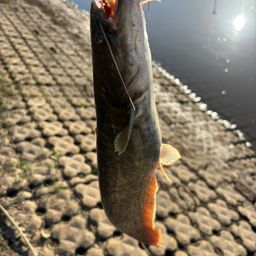 ナマズ