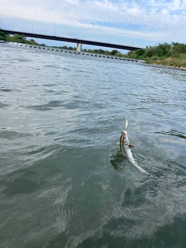 ニゴイの釣果