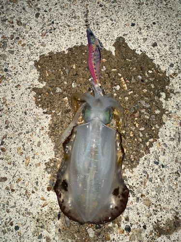 アオリイカの釣果