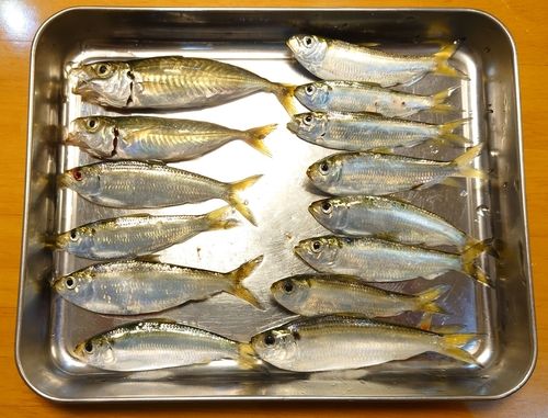 若洲海浜公園海釣り施設