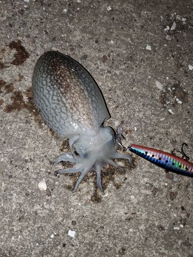 セイゴ（マルスズキ）の釣果