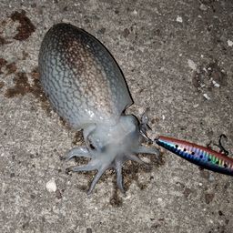 セイゴ（マルスズキ）