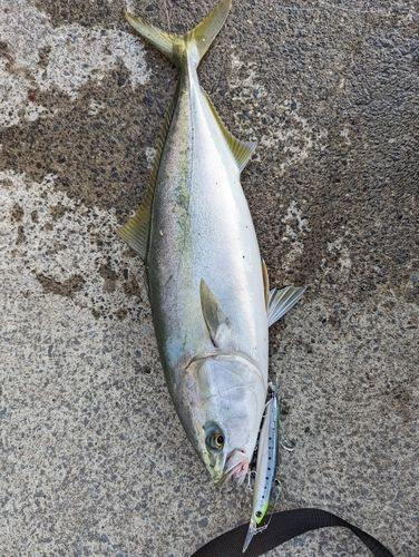 F1の釣果