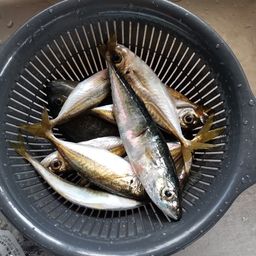 アジ