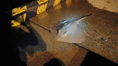 ホシエイの釣果