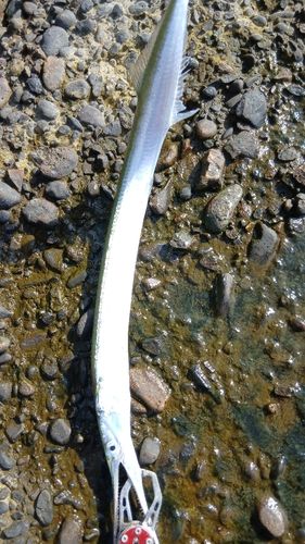 ダツの釣果