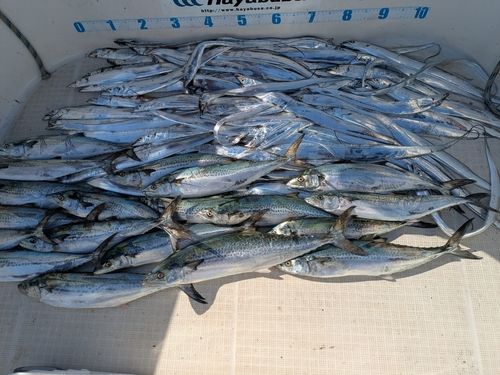 サゴシの釣果