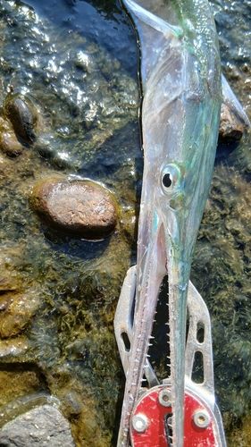 ダツの釣果