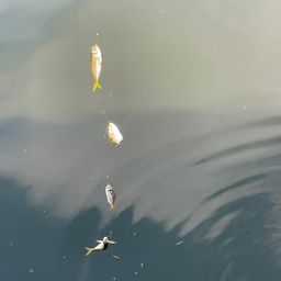 アジ